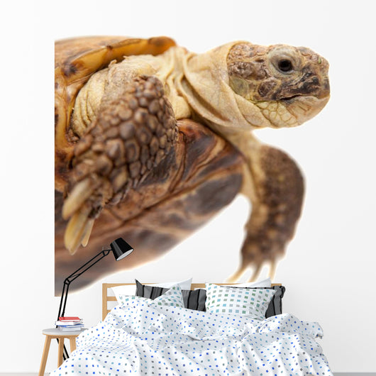 Russian Tortoise or Central Asian Tortoise Wall Decal