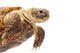 Russian Tortoise or Central Asian Tortoise Wall Decal