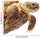 Russian Tortoise or Central Asian Tortoise Wall Decal