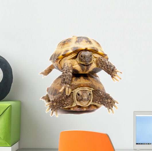 Pair of Russian Tortoises or Central Asian Tortoises Wall Decal