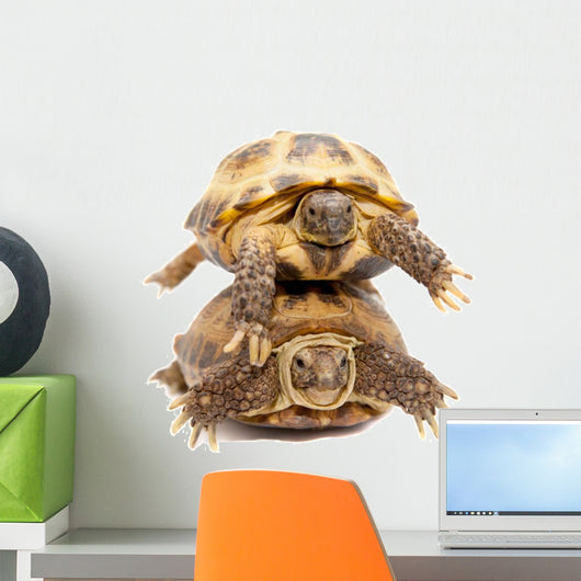 Pair of Russian Tortoises or Central Asian Tortoises Wall Decal