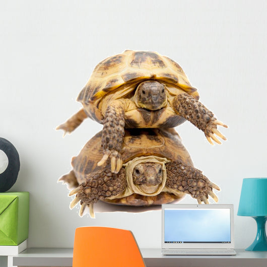 Pair of Russian Tortoises or Central Asian Tortoises Wall Decal