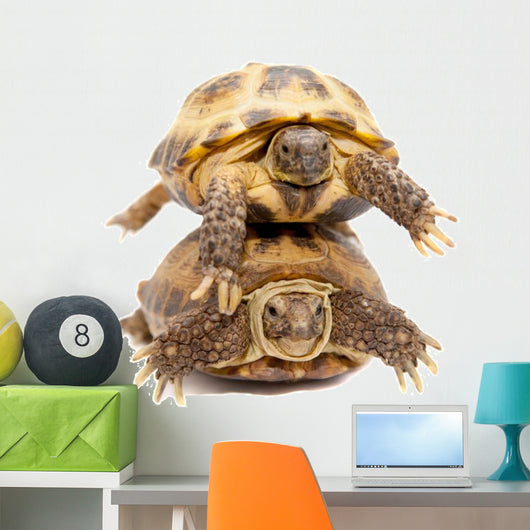 Pair of Russian Tortoises or Central Asian Tortoises Wall Decal