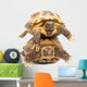 Pair of Russian Tortoises or Central Asian Tortoises Wall Decal