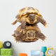 Pair of Russian Tortoises or Central Asian Tortoises Wall Decal