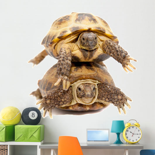 Pair of Russian Tortoises or Central Asian Tortoises Wall Decal