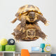 Pair of Russian Tortoises or Central Asian Tortoises Wall Decal