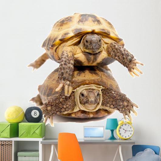 Pair of Russian Tortoises or Central Asian Tortoises Wall Decal