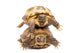 Pair of Russian Tortoises or Central Asian Tortoises Wall Decal