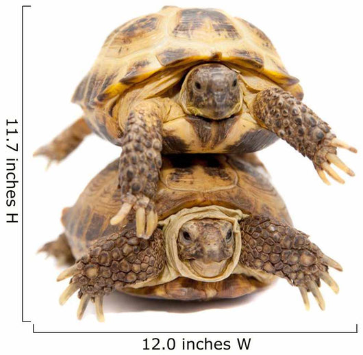 Pair of Russian Tortoises or Central Asian Tortoises Wall Decal