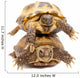 Pair of Russian Tortoises or Central Asian Tortoises Wall Decal
