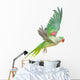 Big Green Ringed or Alexandrine Parakeet Wall Decal