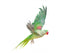 Big Green Ringed or Alexandrine Parakeet Wall Decal