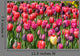 Tulip Glory Wall Mural
