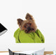 Yorkshire Terrier with Green
