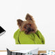 Yorkshire Terrier with Green
