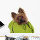 Yorkshire Terrier with Green