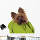 Yorkshire Terrier with Green