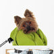 Yorkshire Terrier with Green