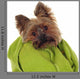 Yorkshire Terrier with Green