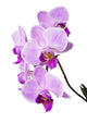 Light purple orchid isolated on white Wall Decal