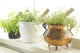 Herbs Wall Mural
