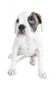 Beautiful  Boxer puppy Wall Decal
