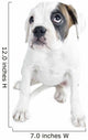 Beautiful  Boxer puppy Wall Decal