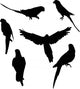 Six Parrot Silhouettes Collection Wall Decal Sticker Set