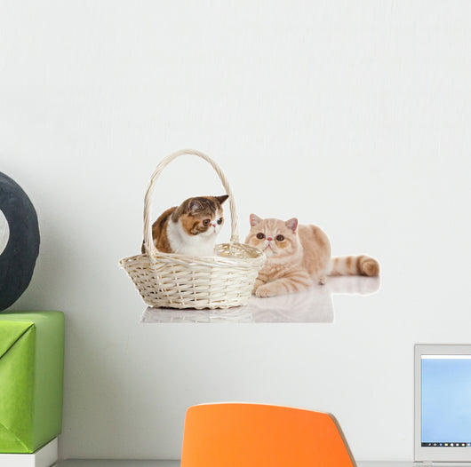 Exotic Shorthair Cats Wall Decal