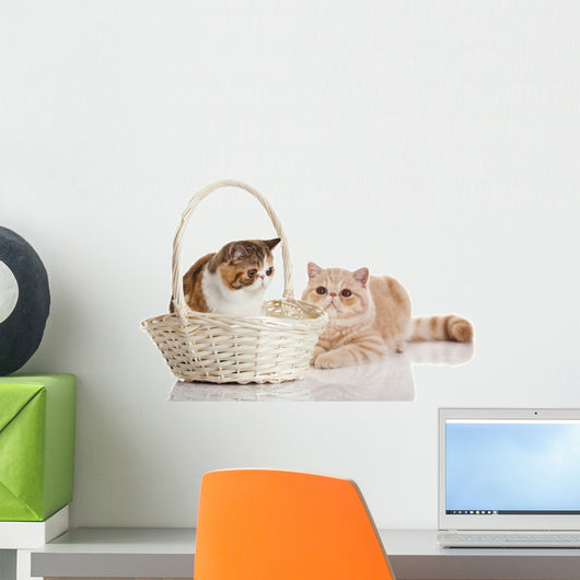Exotic Shorthair Cats Wall Decal