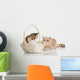 Exotic Shorthair Cats Wall Decal