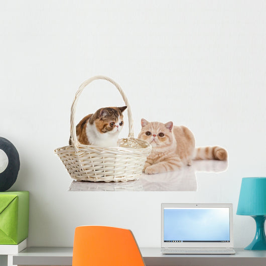 Exotic Shorthair Cats Wall Decal