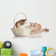 Exotic Shorthair Cats Wall Decal