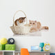 Exotic Shorthair Cats Wall Decal