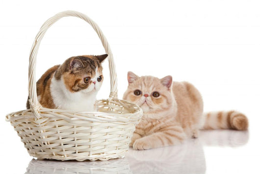 Exotic Shorthair Cats Wall Decal