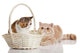 Exotic Shorthair Cats Wall Decal