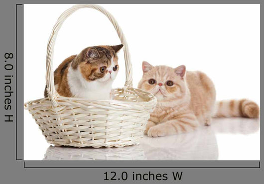 Exotic Shorthair Cats Wall Decal
