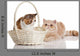Exotic Shorthair Cats Wall Decal