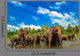 Elephants River Wall Mural