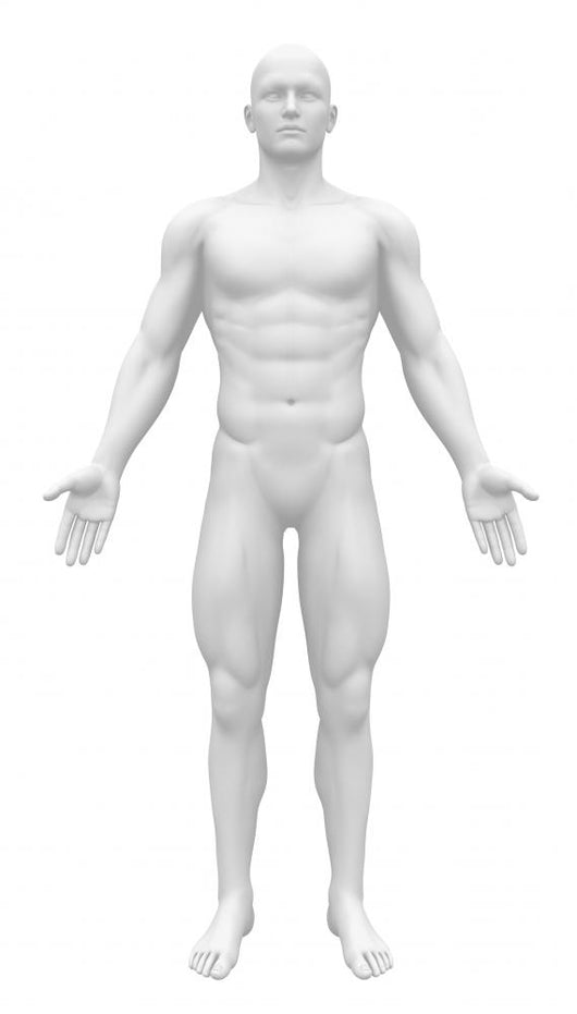 Blank Anatomy Figure Front