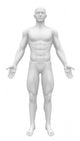 Blank Anatomy Figure Front