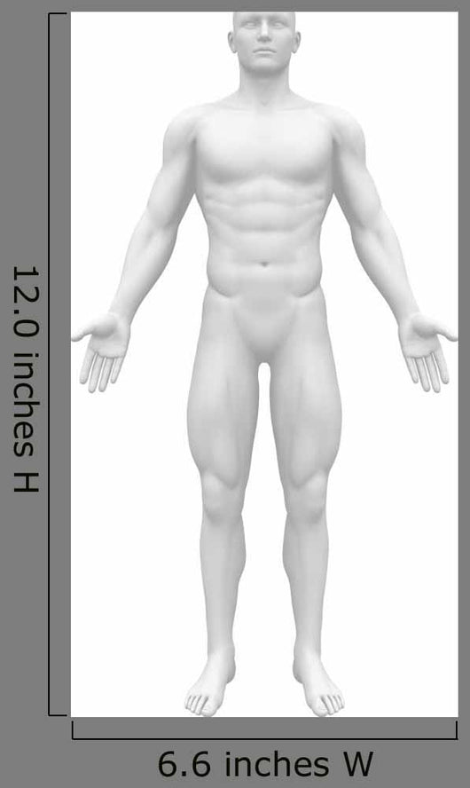 Blank Anatomy Figure Front