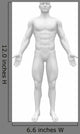 Blank Anatomy Figure Front