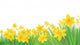 Vector Daffodil Flowers Wall Decal