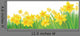 Vector Daffodil Flowers Wall Decal