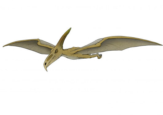Pteranodonte Wall Decal