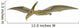 Pteranodonte Wall Decal