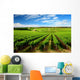 One Tree Hill Vineyard Wall Mural