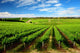 One Tree Hill Vineyard Wall Mural